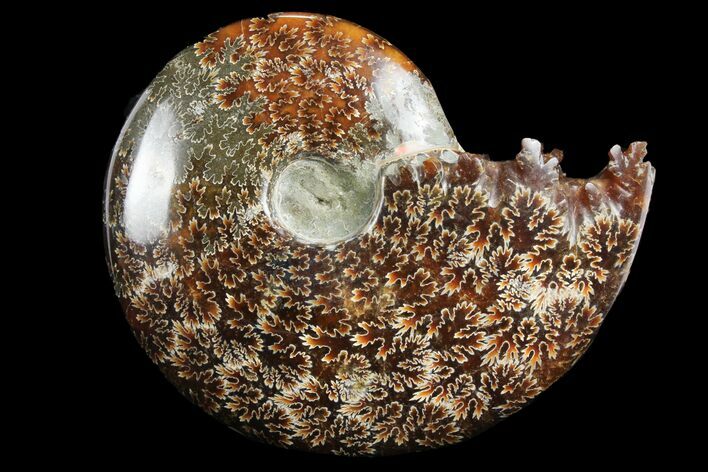 Polished, Agatized Ammonite (Cleoniceras) - Madagascar #97384